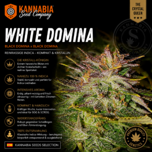 WHITE DOMINA