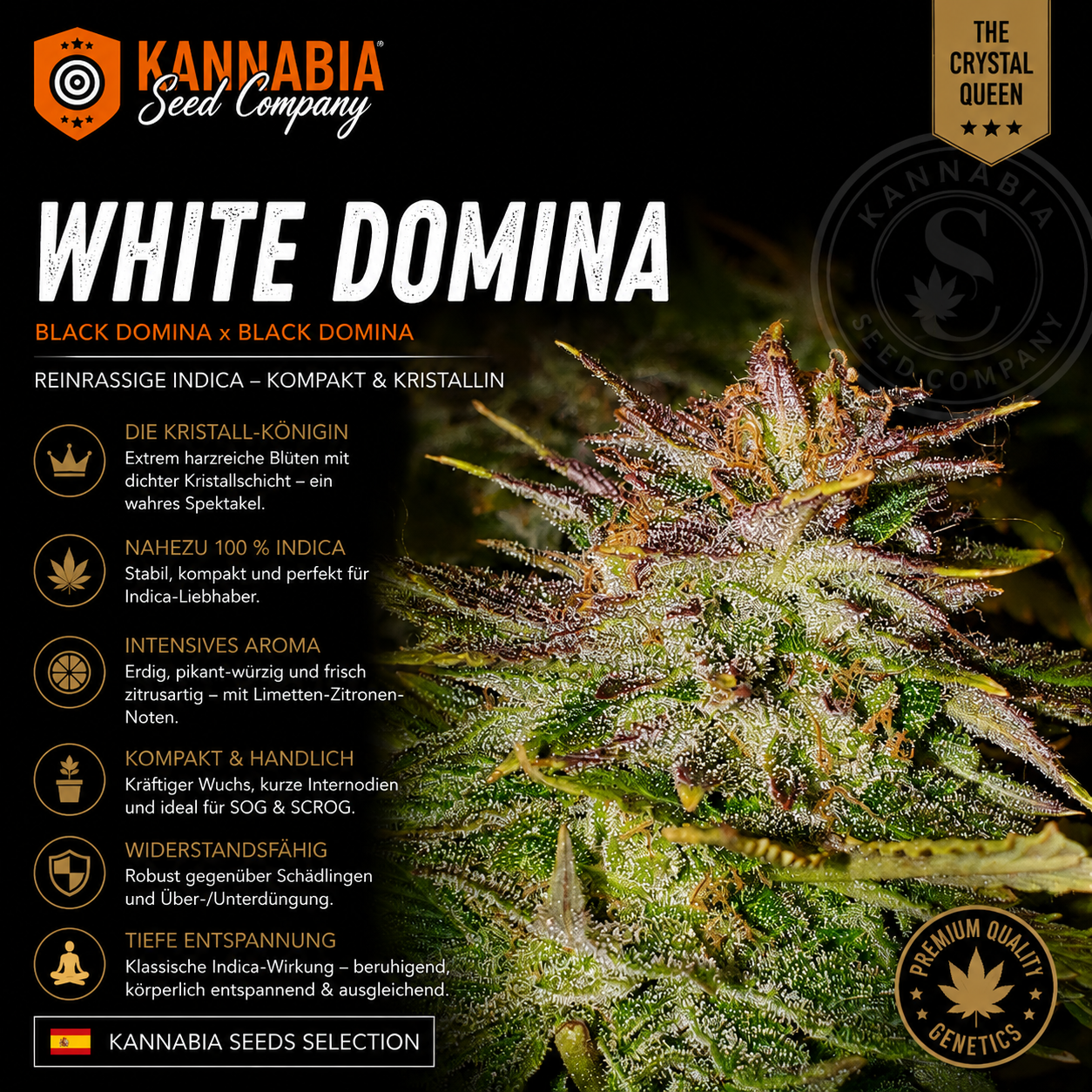 WHITE DOMINA