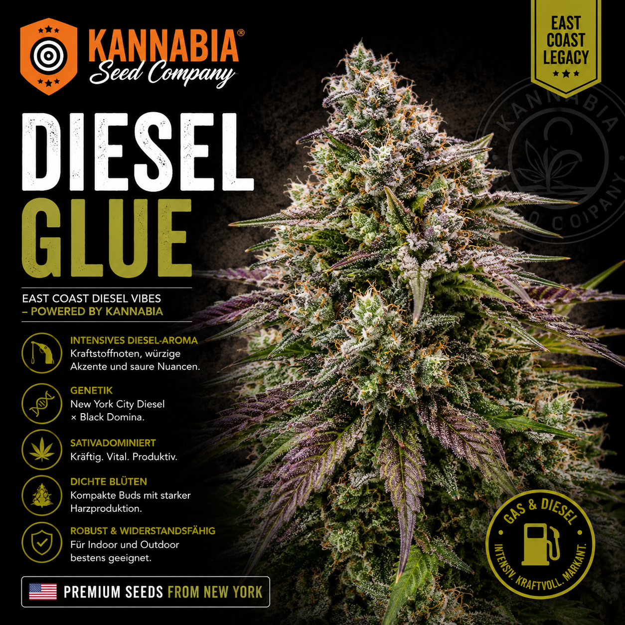 DIESEL GLUE