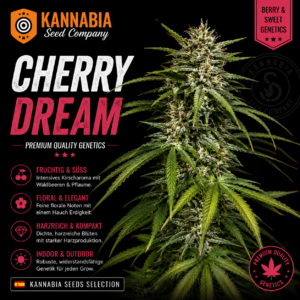 CHERRY DREAM