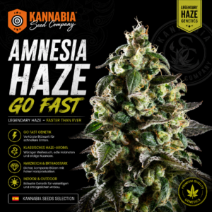 AMNESIA HAZE GO FAST
