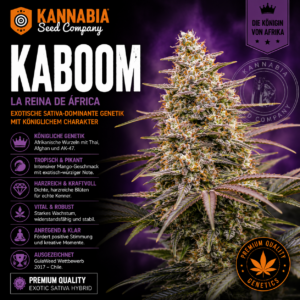 KABOOM - LA REINA DE AFRICA