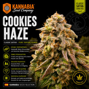 COOKIES HAZE