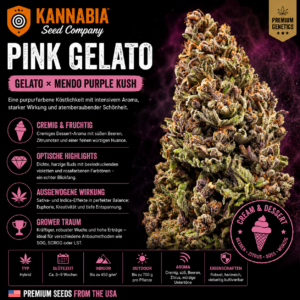 PINK GELATO