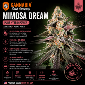 MIMOSA DREAM