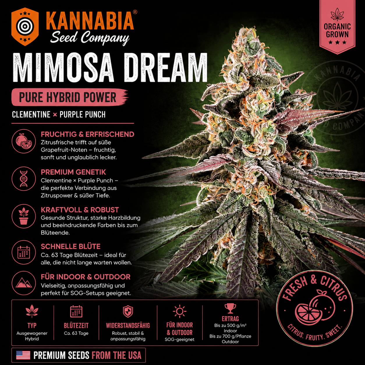 MIMOSA DREAM