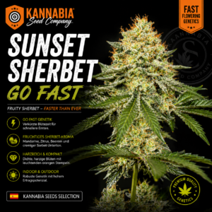 SUNSET SHERBET GO FAST
