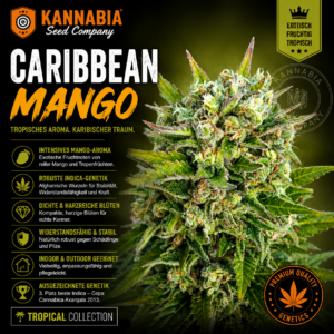 KARIBBEAN MANGO