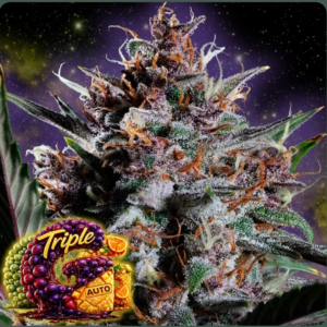 Triple G Auto