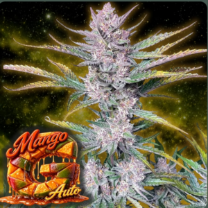 Mango G Auto