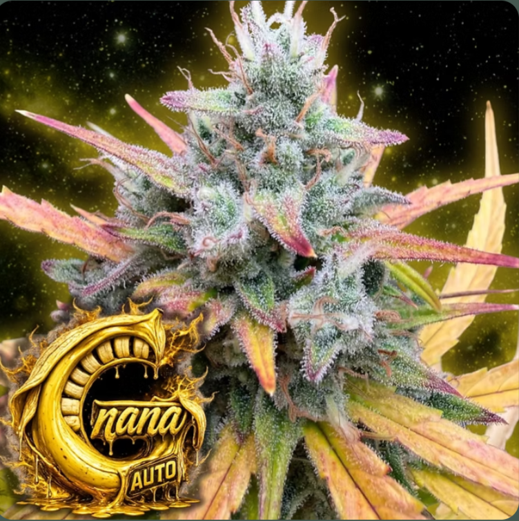 G-Nana Auto