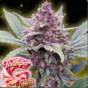 G Thumper Auto
