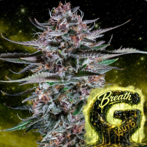 G Breath Auto