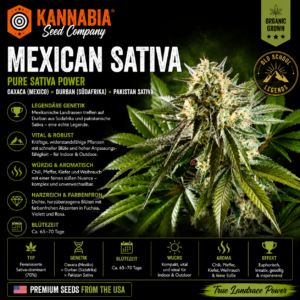 MEXICAN SATIVA