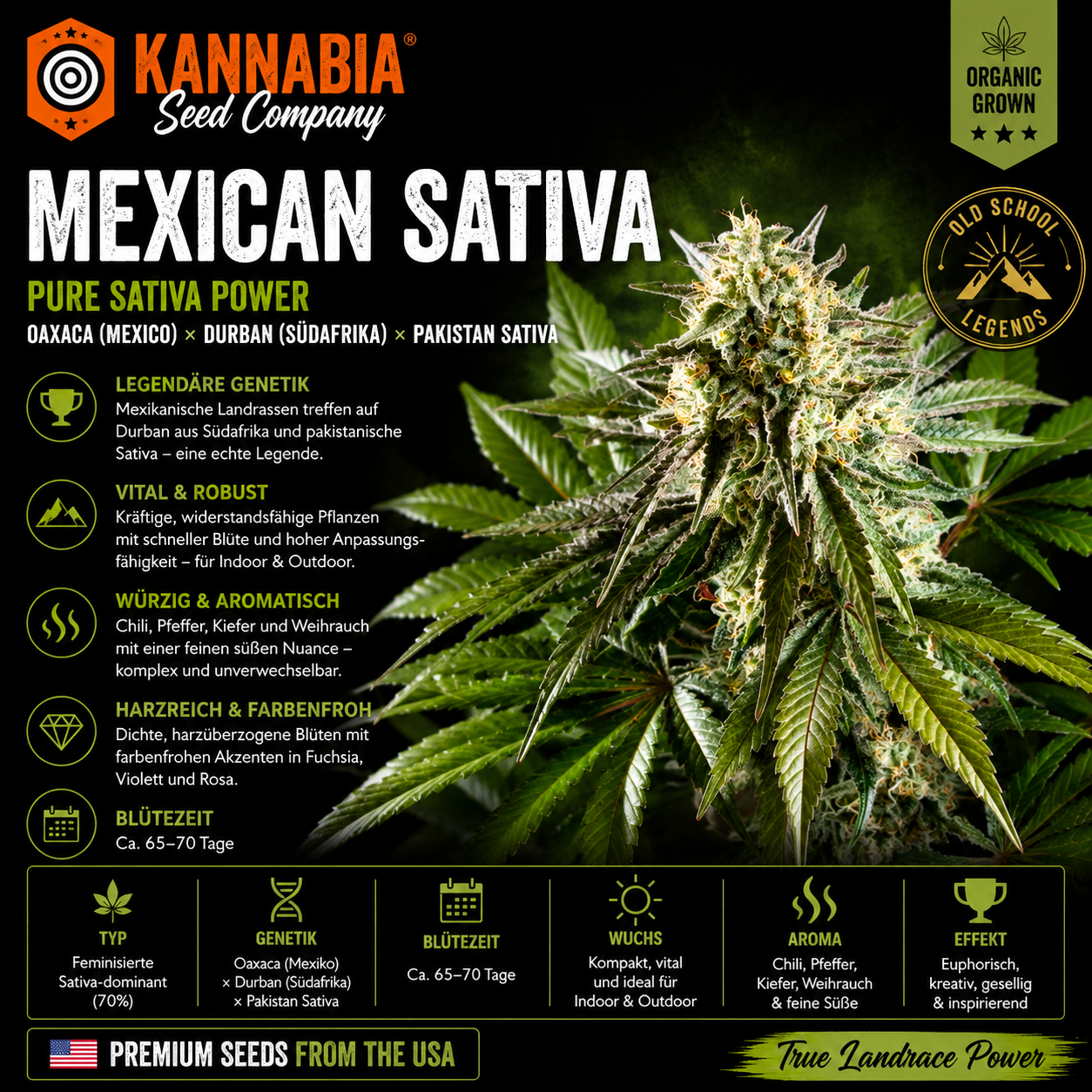 MEXICAN SATIVA
