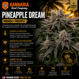 PINEAPPLE DREAM