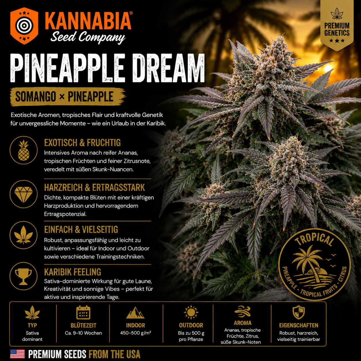 PINEAPPLE DREAM