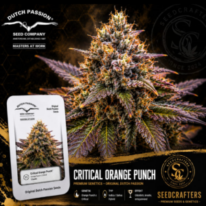 Critical Orange Punch