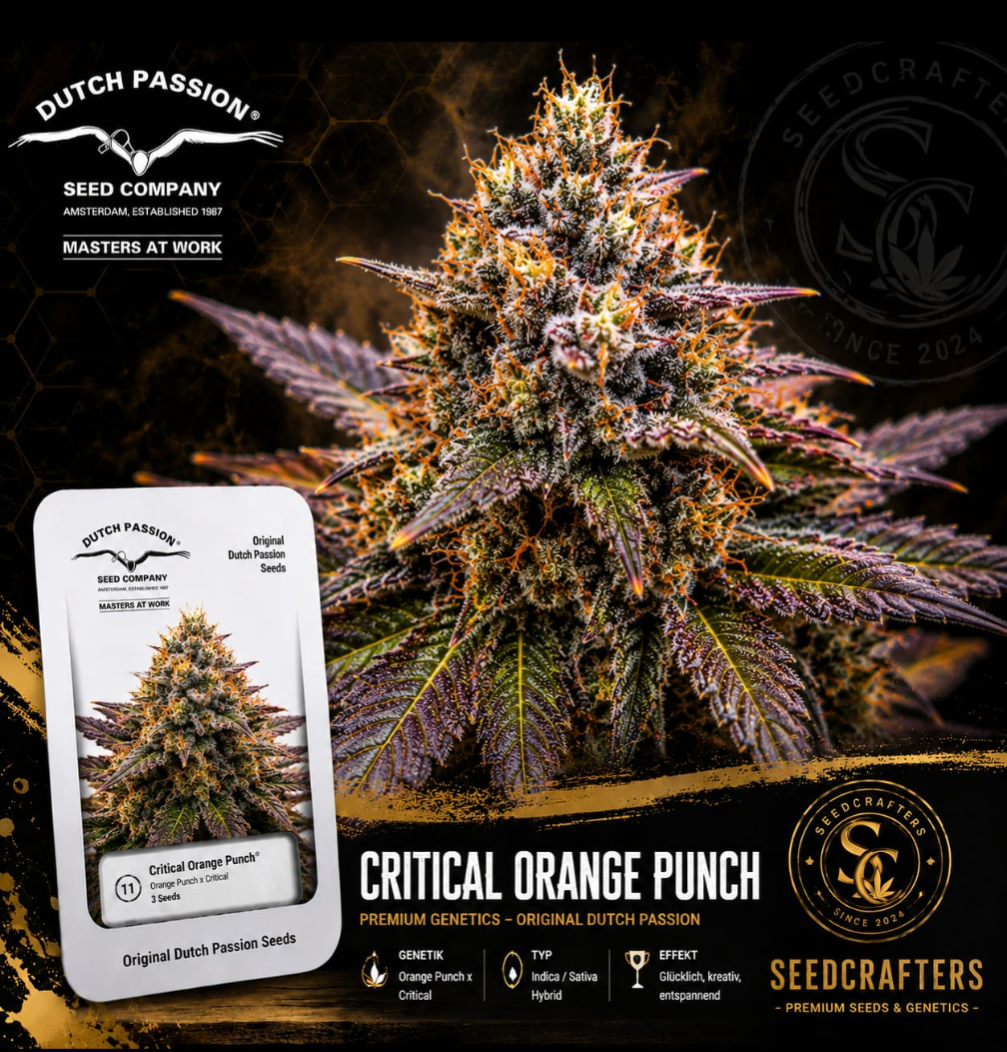 Critical Orange Punch