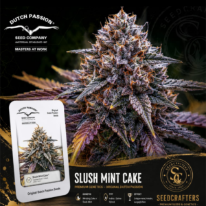 Slush Mint Cake