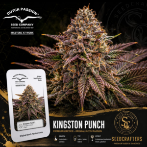 Kingston Punch
