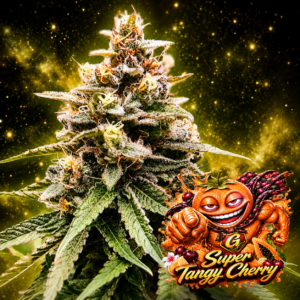 Super Tangy Cherry