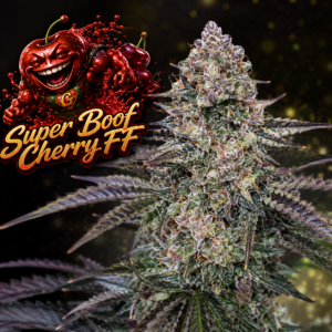 Super Boof Cherry FF