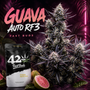 Guava Auto RF3 – Fast Buds