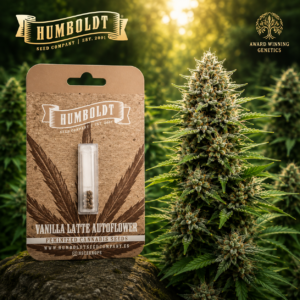 Vanilla Latte Autoflower – Humboldt Seed Company