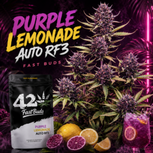 Purple Lemonade Auto RF3 – Fast Buds