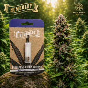 Pineapple Muffin Autoflower – Humboldt Seed Company